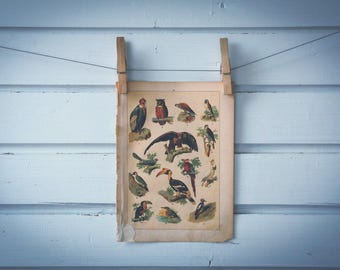 1897 Vintage Birds Chromolithograph Illustration