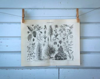 1907 Vintage Medicinal Plants Lithograph Illustration