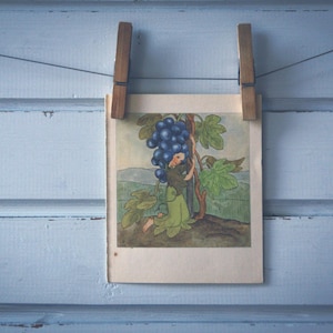 1935 Vintage Grapes Illustration