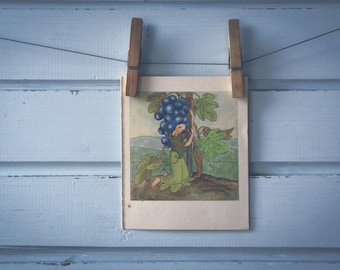 1935 Vintage Grapes Illustration