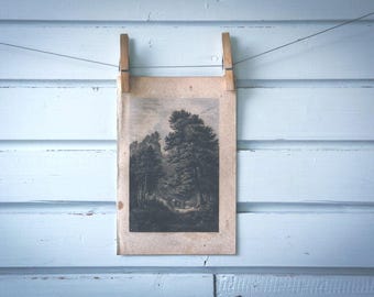 Rare find* 1871 Vintage Pine Tree Lithograph Illustration