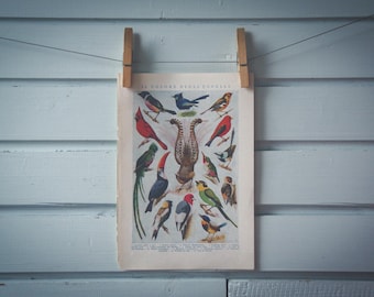 1935 Vintage Birds Illustration