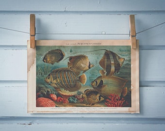 1890 Vintage Coral Reef Fish Chromolithograph Illustration
