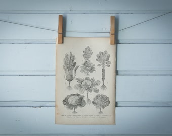 1903 Vintage Cruciferous Vegetables Illustration