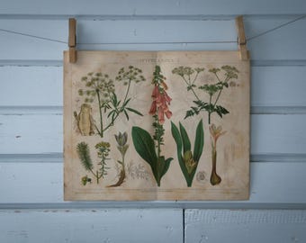 1887 Vintage Poisonous Plants Chromolithograph Illustration