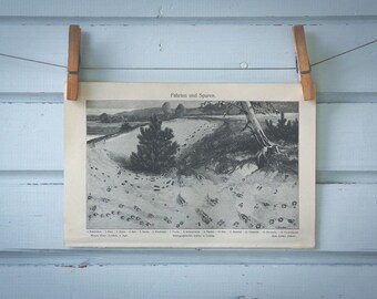 1907 Vintage Animal Tracks Lithograph Illustration