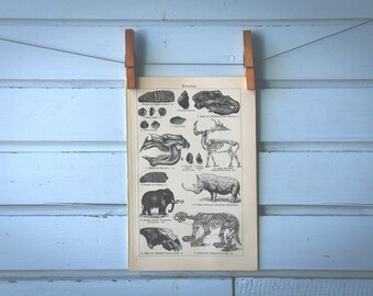 1925 Vintage Fossils Illustration