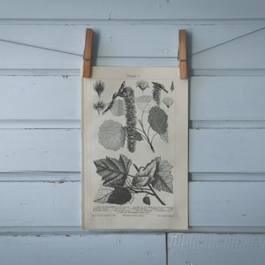 1890 Vintage Aspen & Silver Poplar Lithograph Illustration