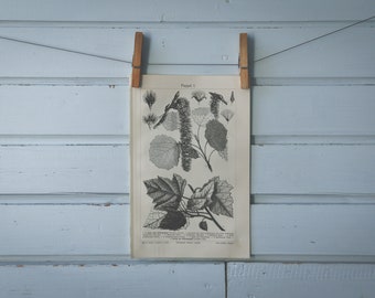 1890 Vintage Aspen & Silver Poplar Lithograph Illustration
