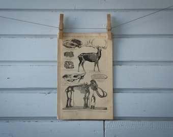 1887 Vintage Ice Age Animals Lithograph Illustration