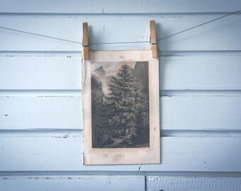 Rare find* 1871 Vintage Larch Lithograph Illustration