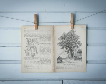 1903 Vintage Common Walnut Illustration