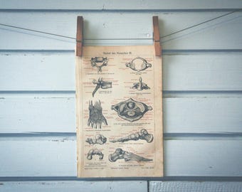 1907 Vintage Anatomy Chromolithograph Illustration