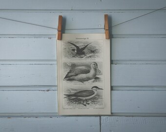 1907 Vintage Seabirds Lithograph Illustration