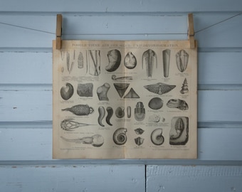 1887 Vintage Fossils Lithograph Illustration