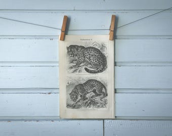 19074 Vintage Jaguar & Leopard Lithograph Illustration