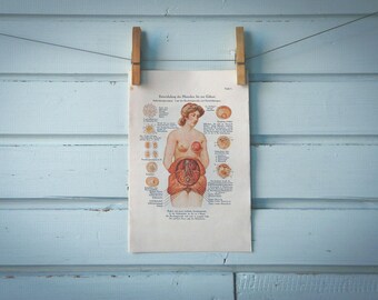 1925 Vintage Embryology Illustration