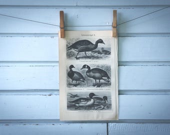 1907 Vintage Water Birds Lithograph Illustration