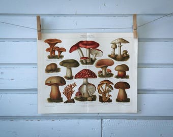 1907 Vintage Poisonous Mushrooms Chromolithograph Illustration