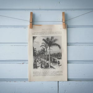 1897 Vintage Buenos Aires Lithograph Illustration