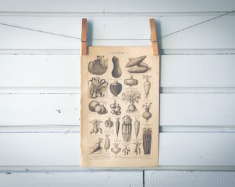 1887 Vintage Vegetables Lithograph Illustration