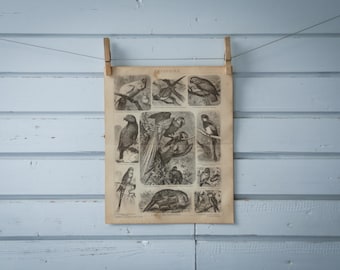 1887 Vintage Parrots Lithograph Illustration