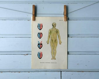 1957 Vintage Lymphatic System Illustration