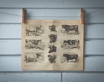 1887 Vintage Cows Lithograph Illustration