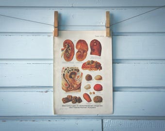 1925 Vintage Human Body Stones Illustration