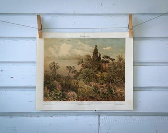 1907 Vintage Mediterranean Flora Chromolithograph Illustration