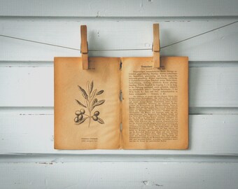 1894 Vintage Olive Lithograph Illustration