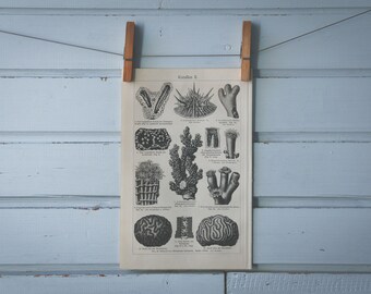 1907 Vintage Coral Lithograph Illustration