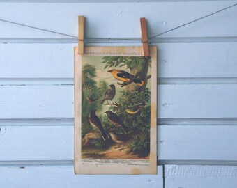 1894 Vintage Songbirds Chromolithograph Illustration