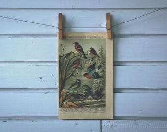 1908 Vintage Songbirds Chromolithograph Illustration