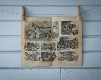1887 Vintage Cats Lithograph Illustration