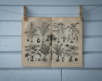 1887 Vintage Palm Tree Lithograph Illustration