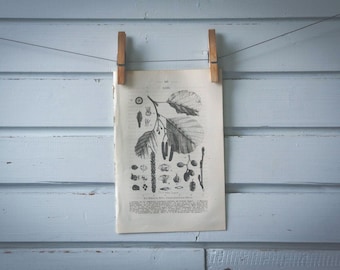 1871 Vintage Common Alder Lithograph Illustration