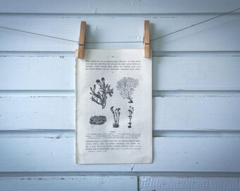 1871 Vintage Lichens Lithograph Illustration