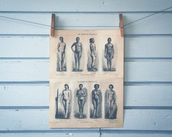 1907 Vintage Human Proportions Chromolithograph Illustration
