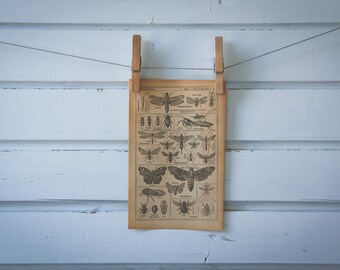 1921 Vintage Insects Illustration
