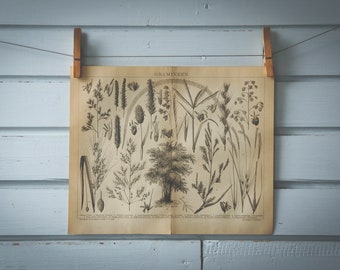 1887 Vintage Grasses Lithograph Illustration