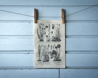 flora & fauna