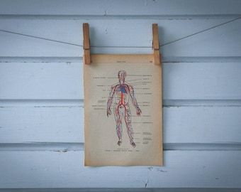 1956 Vintage Circulatory System Illustration