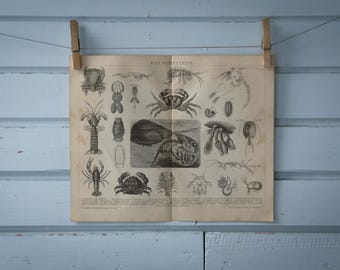 1887 Vintage Crustaceans Lithograph Illustration