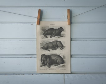 1907 Vintage Pinnipeds Lithograph Illustration