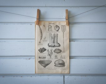 1890 Vintage Sponges Lithograph Illustration