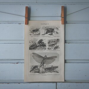 1907 Vintage Orthoptera Lithograph Illustration