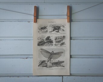 1907 Vintage Orthoptera Lithograph Illustration