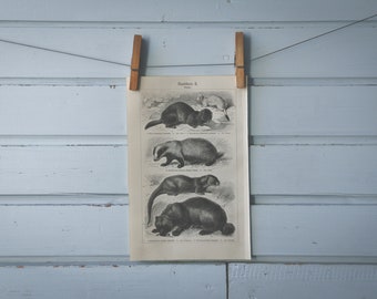 1907 Vintage Small Carnivorans Lithograph Illustration