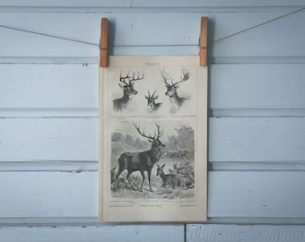 1907 Vintage Deer Lithograph Illustration